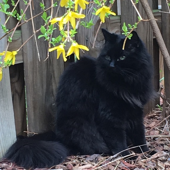 Hello! Meow! 🐾 - Picture 11 of 14